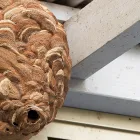 害虫駆除